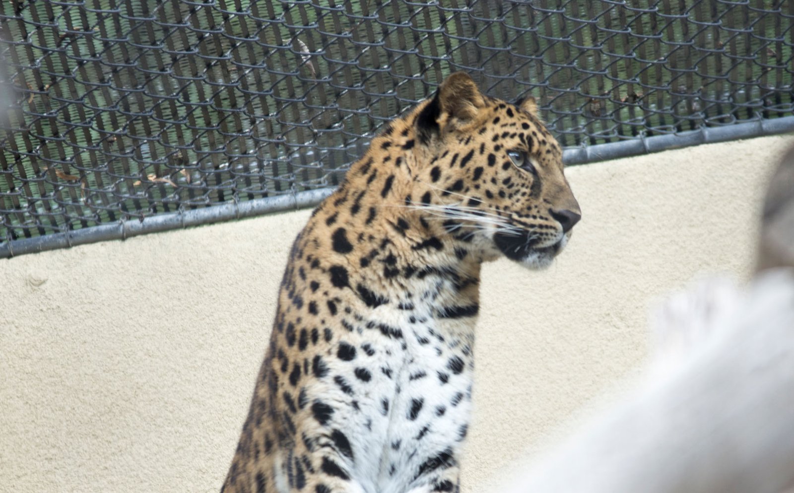 San Diego Zoo Part I 196